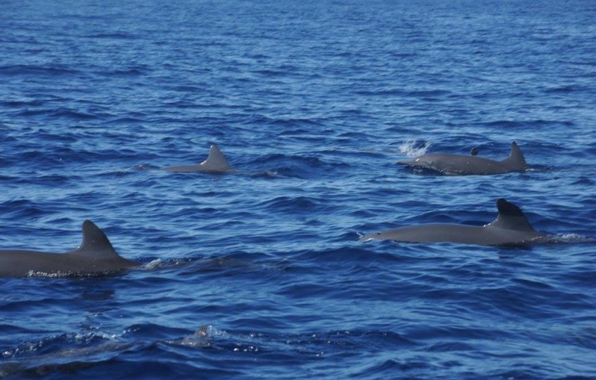 Aventuras en el Oceano