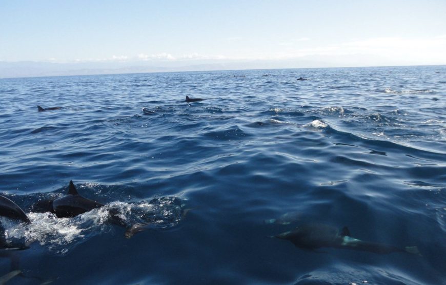 Aventuras en el Oceano