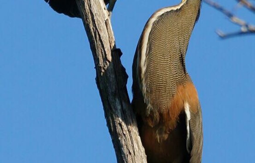 Avistamiento de Aves