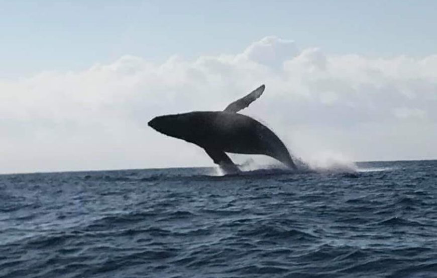 Aventuras en el Oceano